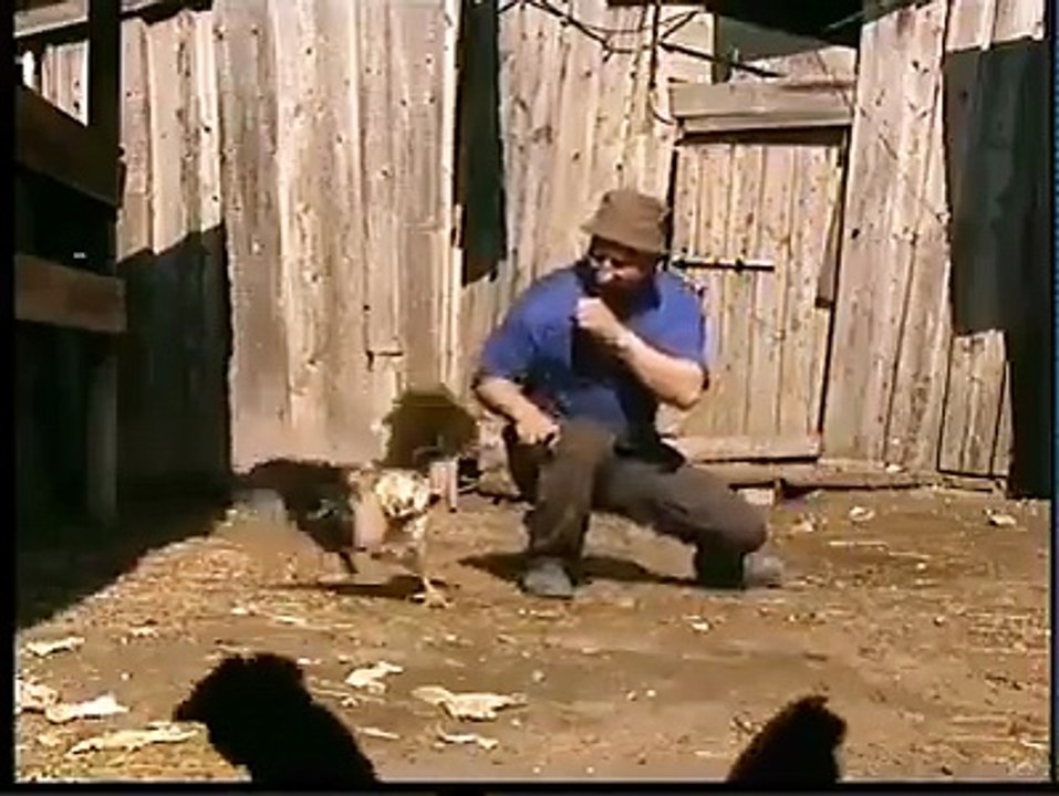 Funny Animals: That's Real Chicken Fight