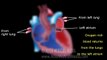 The Pathway of Blood Flow Through the Heart