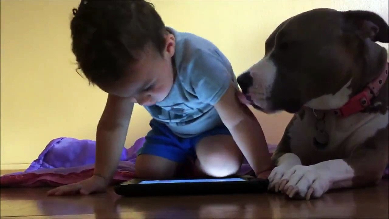 Dog is jealous of Ipad