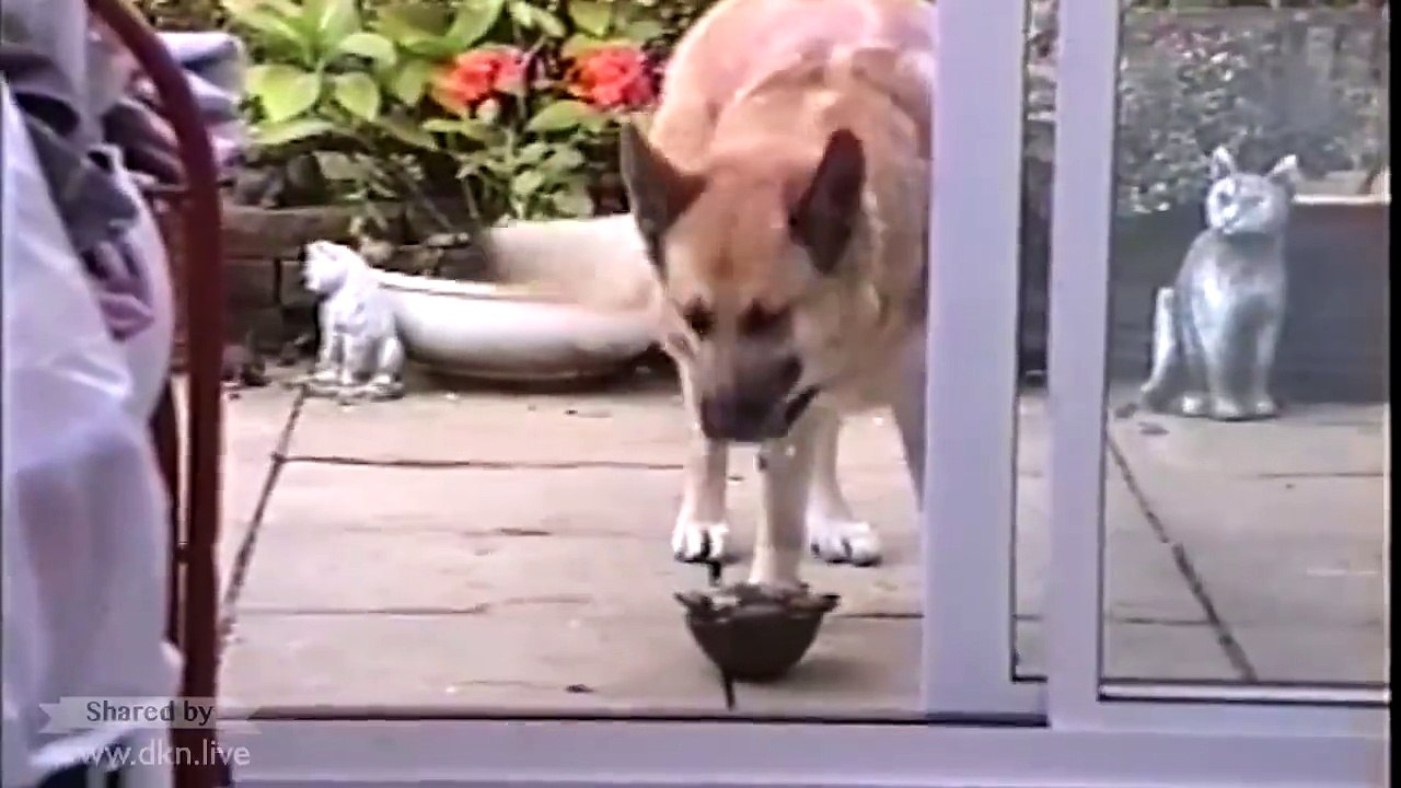 lovely pet 3