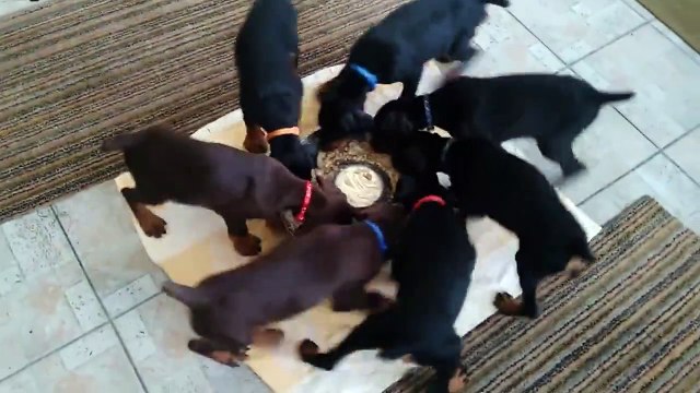 Питательная карусель. Смешные приколы собаки