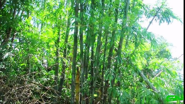 Wow! AMAZING Eel trap. How To Make Eels Trap in Kompong Kdey Village. Catching eels in cambodian