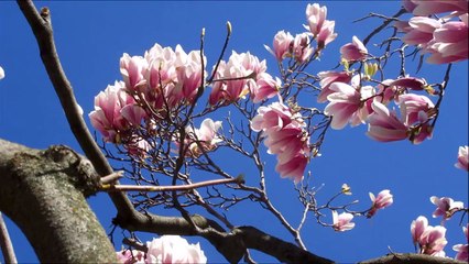 Tree - Ultra High Definition Video HD