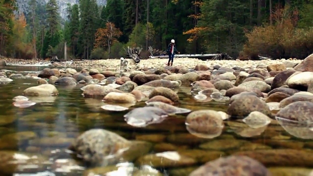 Trip with Dogs