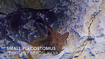 5 Freshwater Aquarium Fish That Get Huge