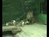 Tiger With Piglets