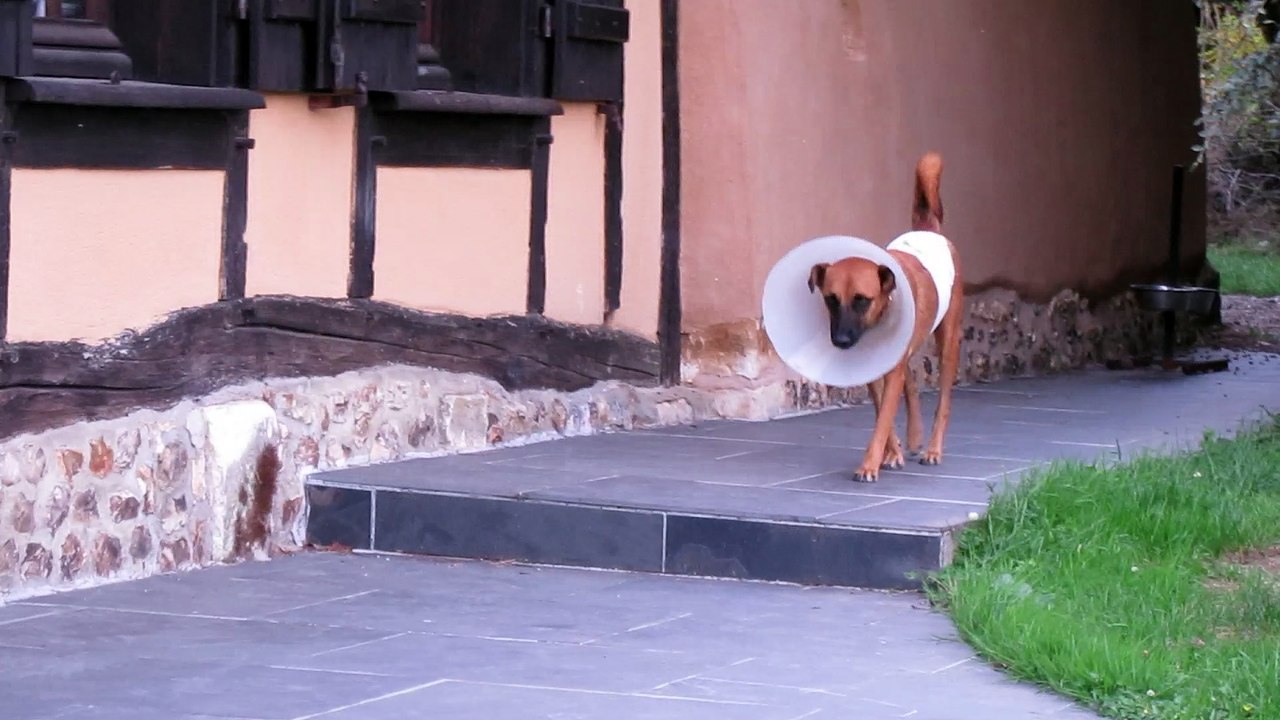 Agaçant les collerettes...