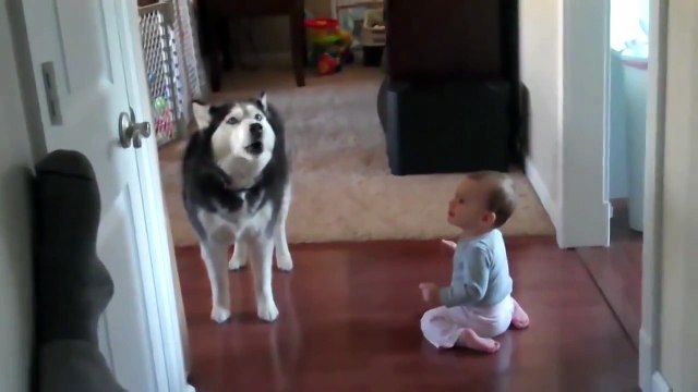 Поговори со мною друг. Смешные приколы собаки