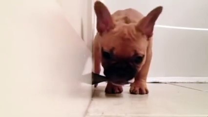 Погрызун. Смешные приколы собаки