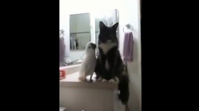 Приставучий попугай. Смешные приколы кошки попугаи