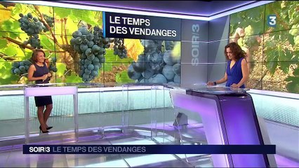 Viticulture : l'exception de la filière française