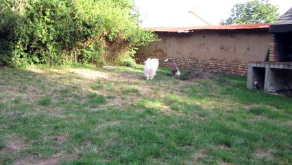 J'adore jouer avec ma balle