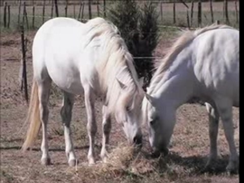 Des chevaux, des taureaux et des hommes au CAILAR