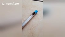 Man finds unpleasantly large spider while cleaning swimming pool