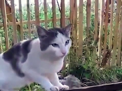 Хозяйка спросила ее, кто съел весь корм. Вдруг кошка отчетливо произнесла: «Не знаю»! Смотреть всем