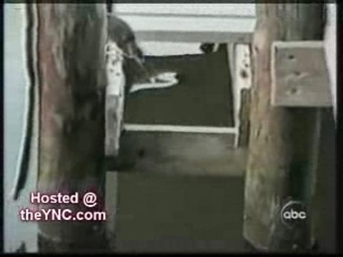 Animaux-intelligents