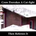 Ce corbeau vicieux va provoquer une bagarre de chats!