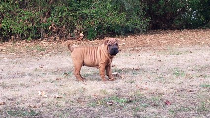 MAIDEN IRON ME NOT DES MING WAY - 2 months old