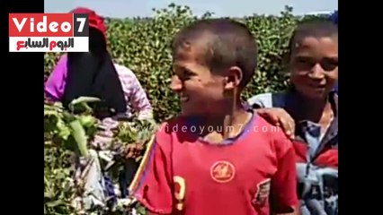 أطفال بنى سويف يجمعون القطن: "مش بنتكسف من العمل