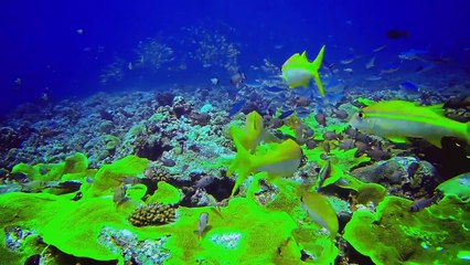 universe sasha lopez ft. ale blake