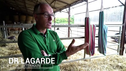 Transformation d'une jument sauvée de la mort