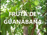 La Guanábana Cura 12 Tipos de Cáncer, CÓMO CURAR EL CÁNCER de mama, próstata, bazo, hígado, páncreas