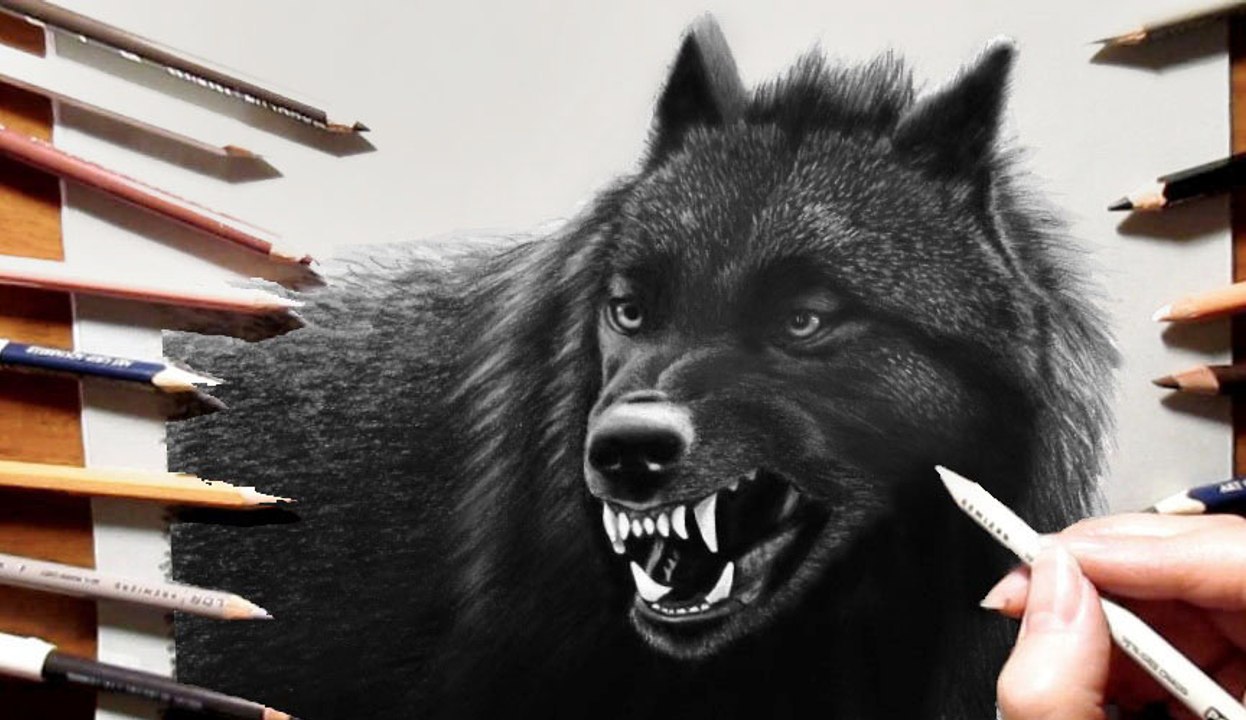Speed Drawing of a Black Wolf How to Draw Time Lapse Art Video Colored Pencil Illustration Artwork Draw Realism