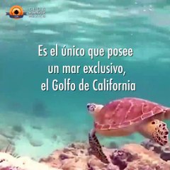 VETIVER APLICACIONES MUNDIALES (1)