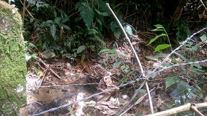 VETIVER TATIANA AGUA CONTAMINADA