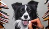 Speed Drawing of a Border Collie How to Draw Time Lapse Art Video Colored Pencil Illustration Artwork Draw Realism