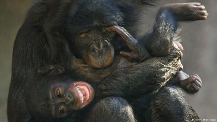 Santuários dos EUA se preparam para receber chimpanzés usados em laboratórios