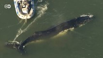 Baleia fica presa em rede de pesca e mobiliza equipes de resgate na Austrália