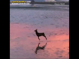 Gün Batımını Arkasına Alıp Mutlu Mutlu Seken Geyik