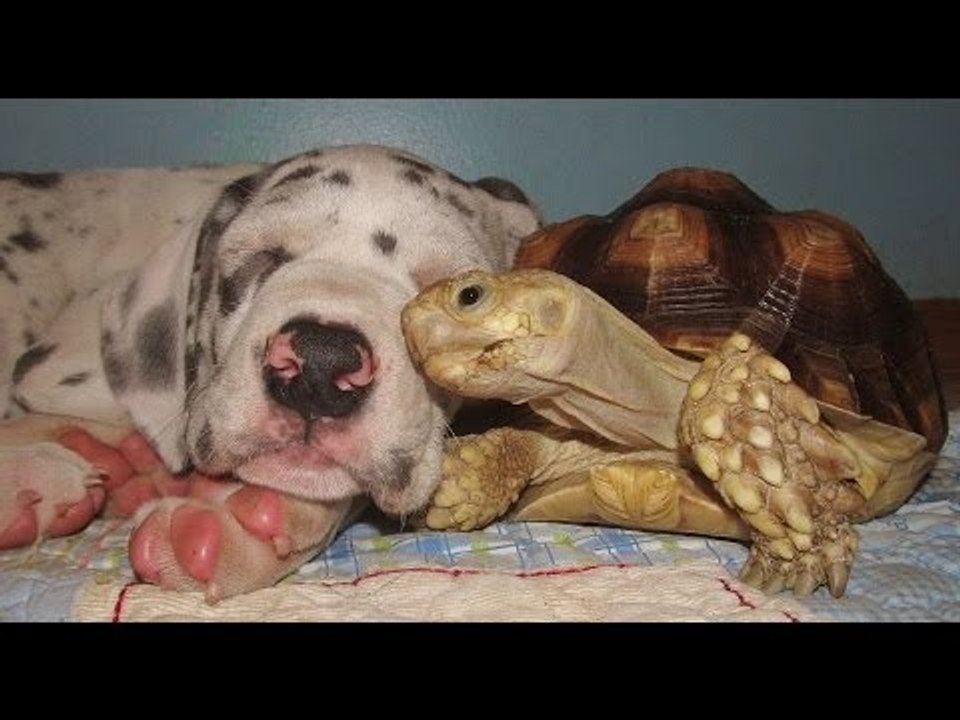 Dog VS Turtle