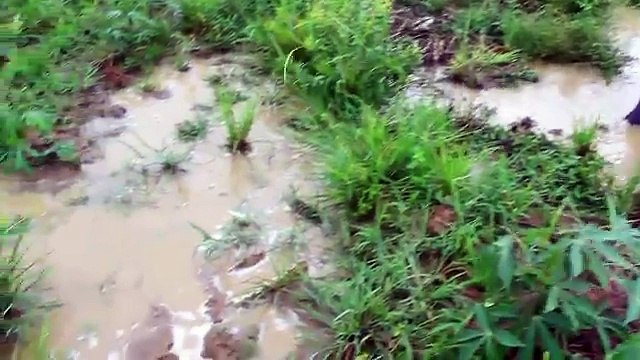 Net Fishing at pailin Province - Khmer Cast Net Fishinag -Cambodia Traditional Fishing ( Part 78... [Low, 360p]