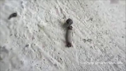 Los puntos negros mas grandes del MUNDO