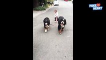 Sweet Little Girl Walks Dogs Video 2016 Daily Heart Beat