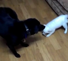 Dogs Tricks 8: Testing My Patience