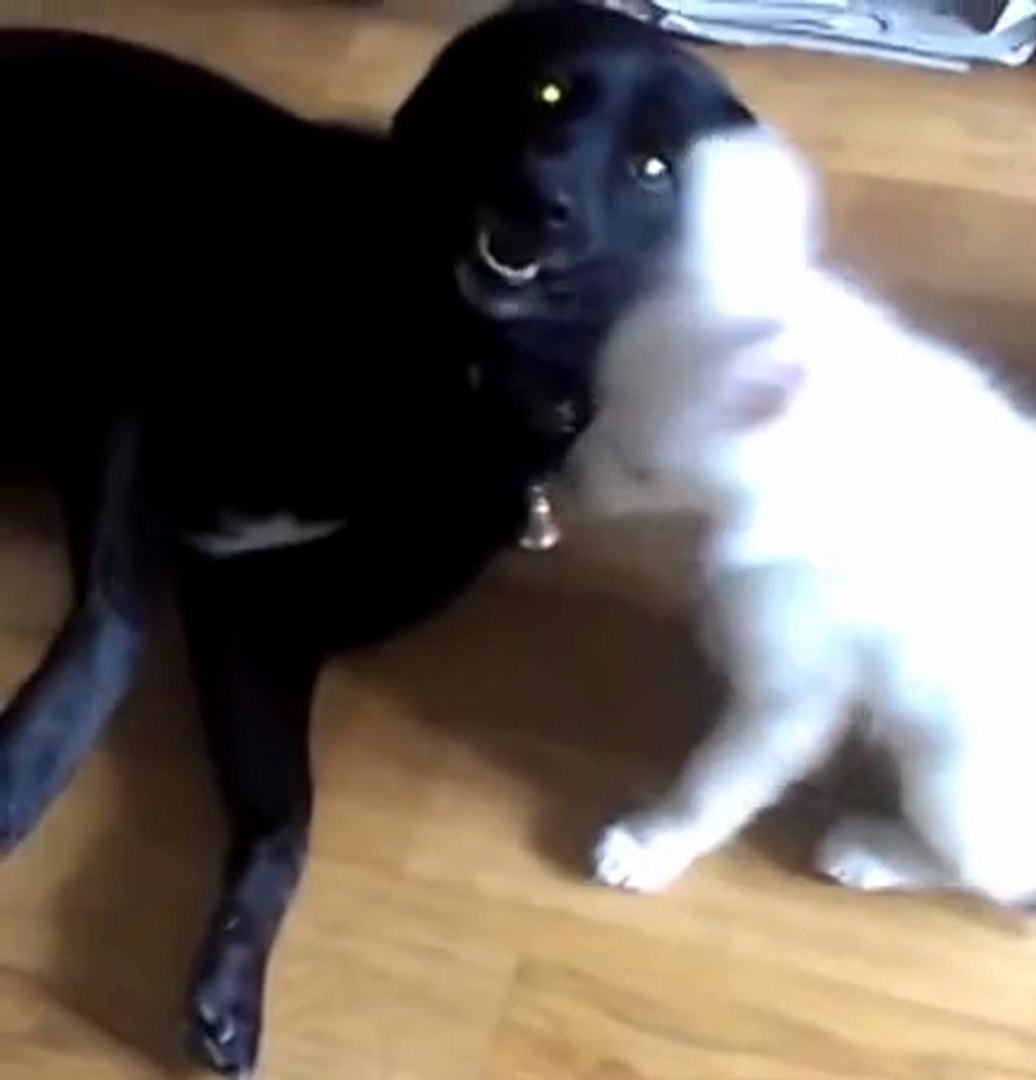 ⁣Dogs Tricks 9: I Wanna Sleep Now