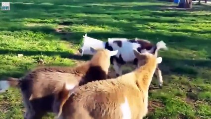 Funny Videos That Make You Laugh So Hard You Cry 2016 Very Funny