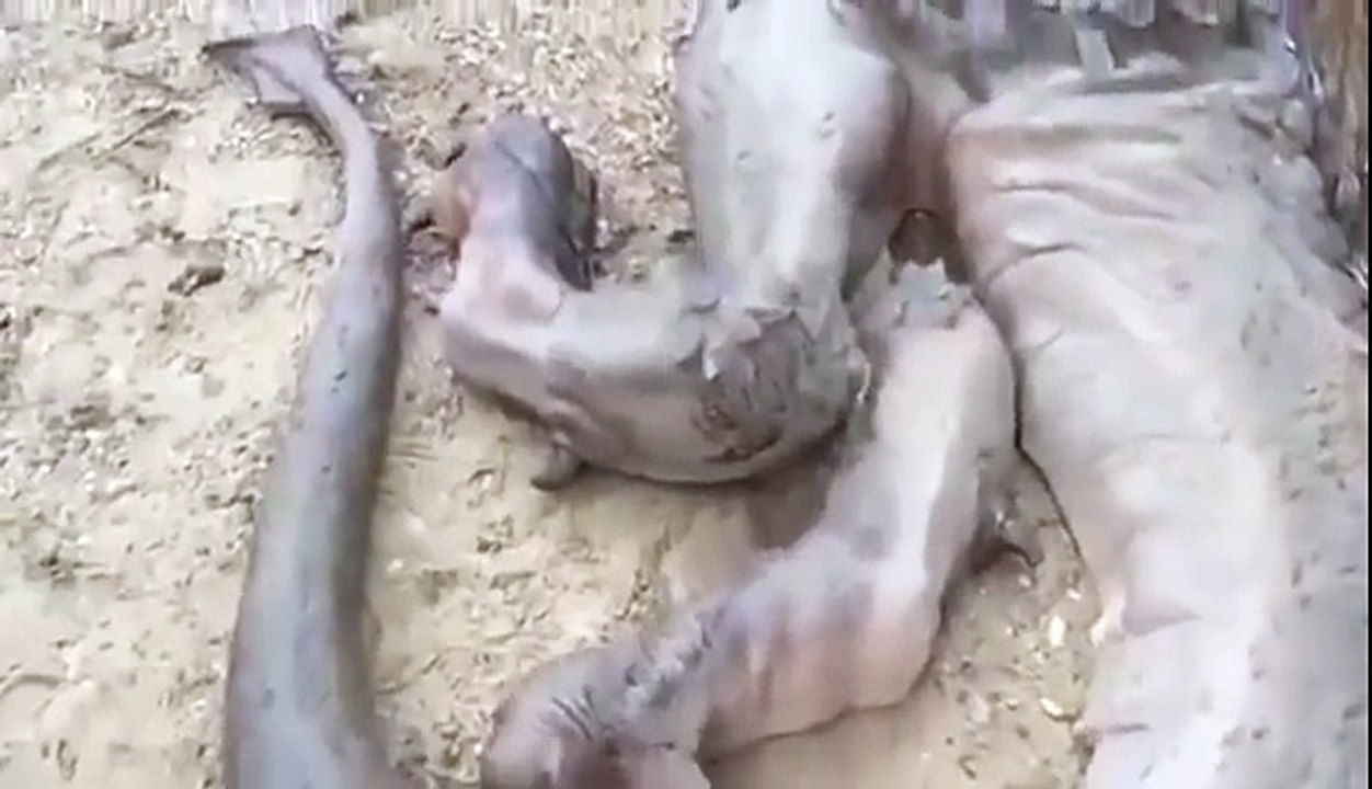 Real Dragon Found