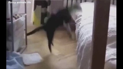BEST FUNNY Cats Fails - Viral