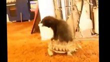 Funny Cats Videos Compilation 2016