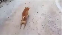 Funny Videos 2015 - Funny Video clips 03