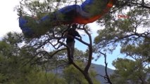 Fethiye Ölüdeniz'de 1000 Metreden Düşen Pilotu Ağaçlar Kurtardı