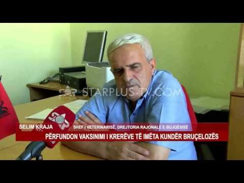PËRFUNDON VAKSINIMI I KRERËVE TË IMËTA KUNDËR BRUÇELOZËS