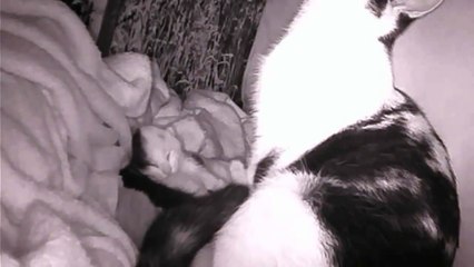 Kitten Yawn - Kitten Cam Live Stream! (24-7)