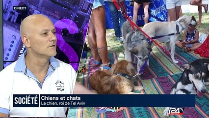 Les chiens, rois de Tel Aviv