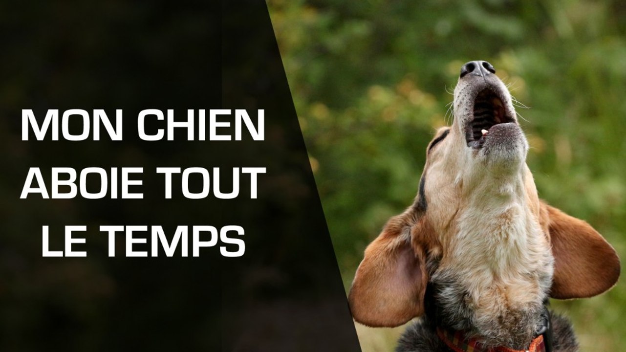 Mon chien aboie tout le temps : que faire ?