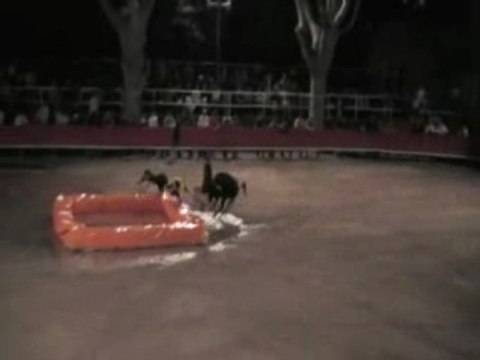 Taureau Piscine du Sporting Club Cailaren